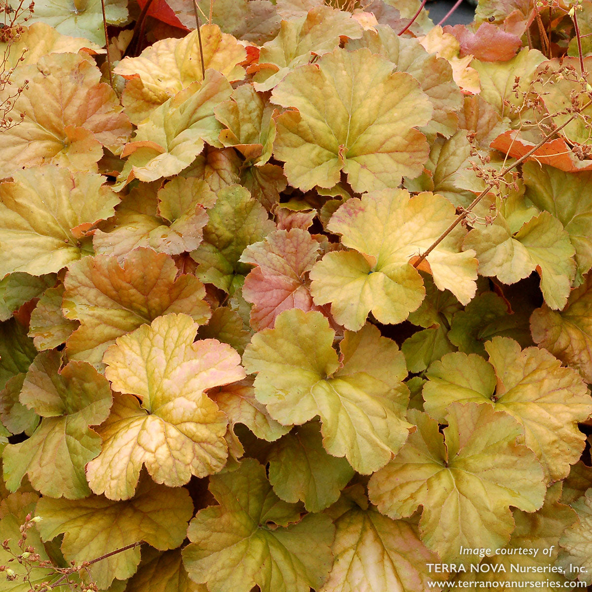 Heuchera Northern Exposure Amber 1gal  CF