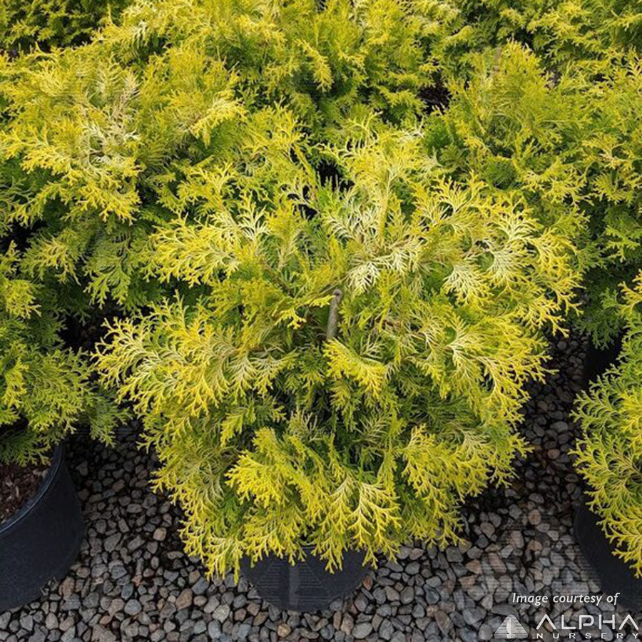 Chamaecyparis o. Night Light 3gal Hinoki Cypress