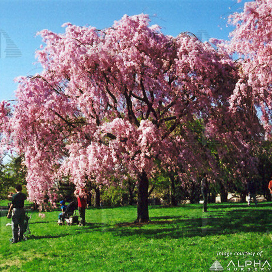 Prunus pendula Plena Rosea 15gal 66" graft Ornamental Weeping Flowering Cherry