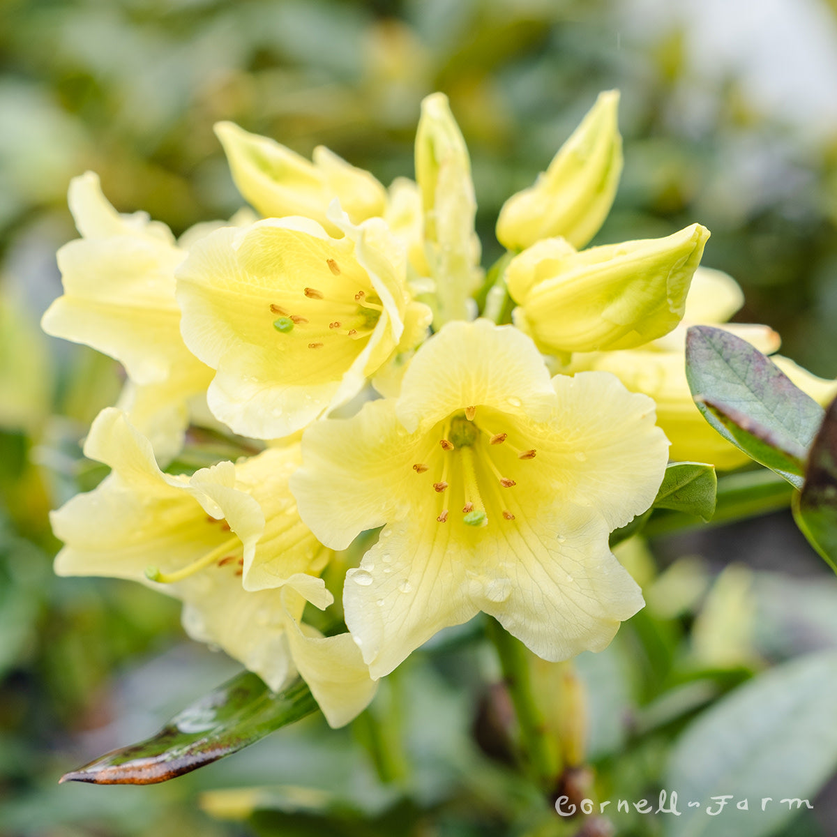 Rhododendron Hotei 1gal