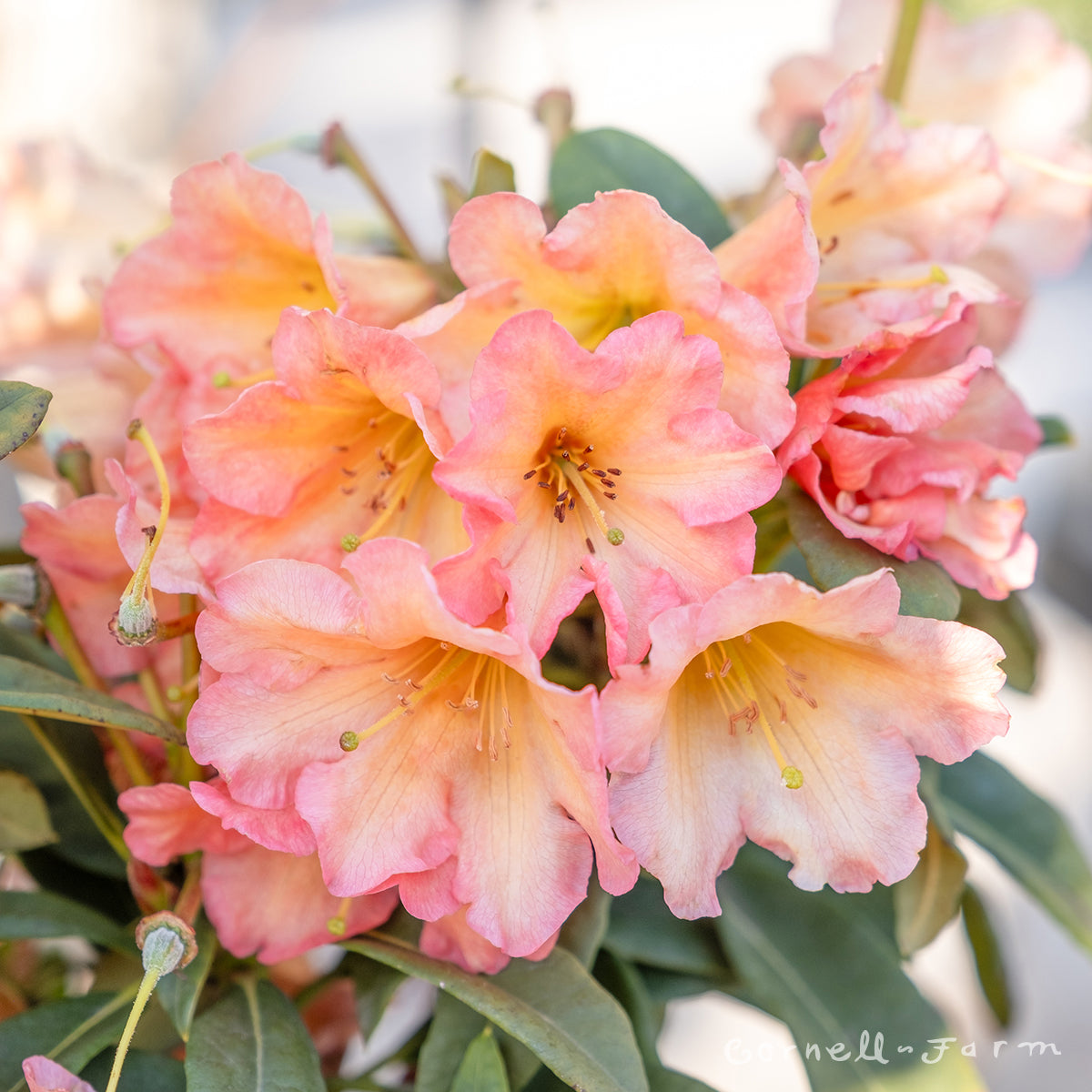 September Rhododendron Rhododendron September Song 2gal – Cornell Farm
