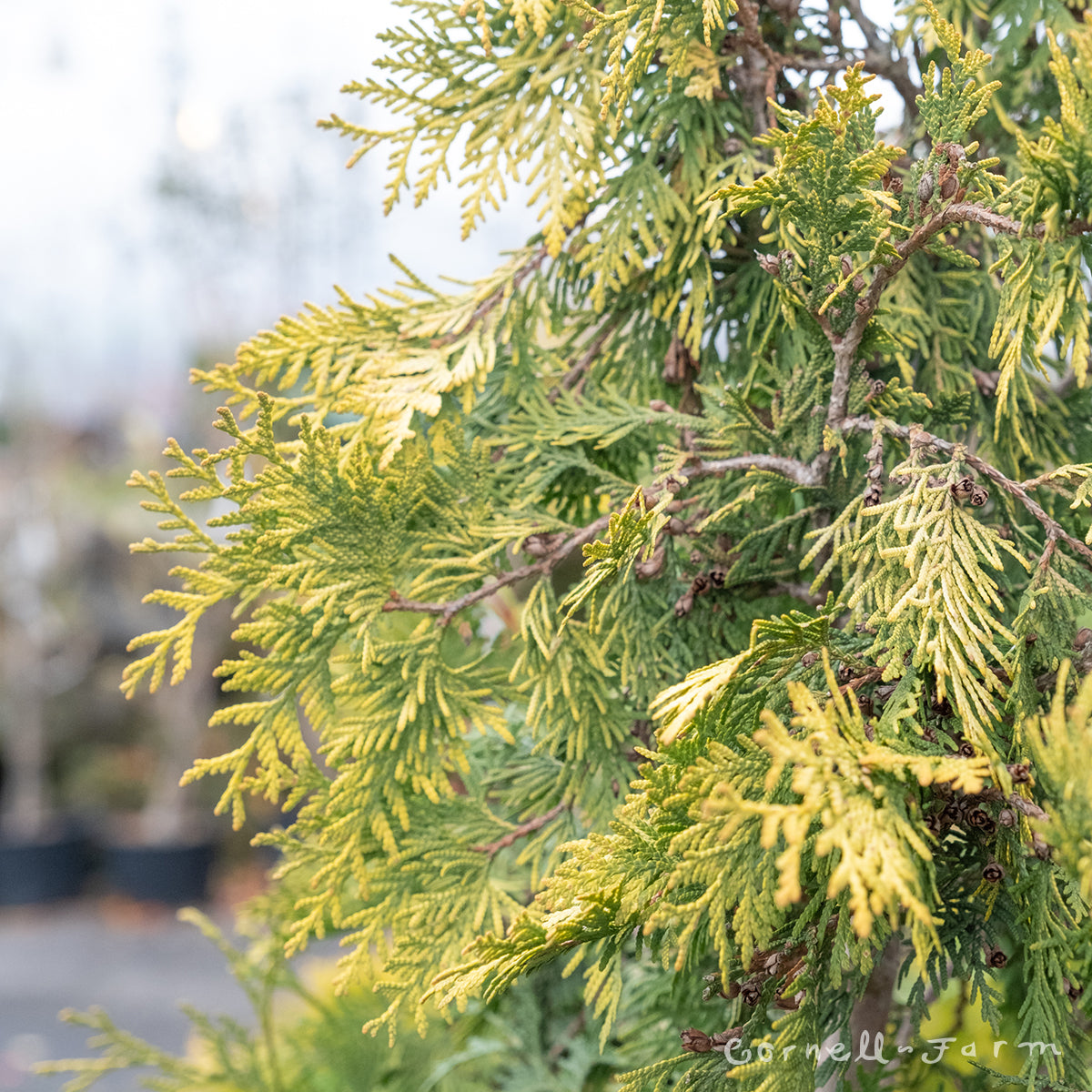 Thuja occidentalis Yellow Ribbon 10gal Arborvitae