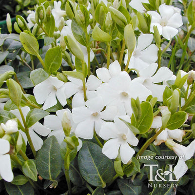 Vinca minor Alba 4in White