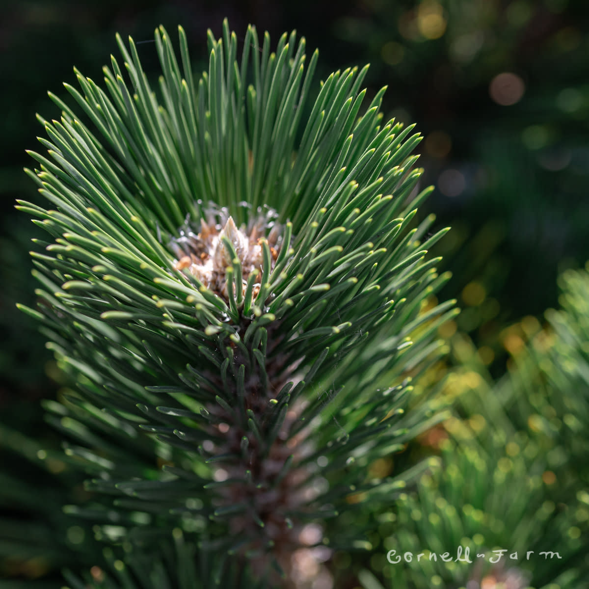 Pinus thunbergii Thunderhead 10gal Japanese Black Pine