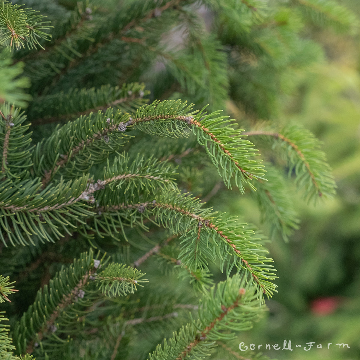 Picea abies Cupressina 4-5' Columnar Norway Spruce 15gal