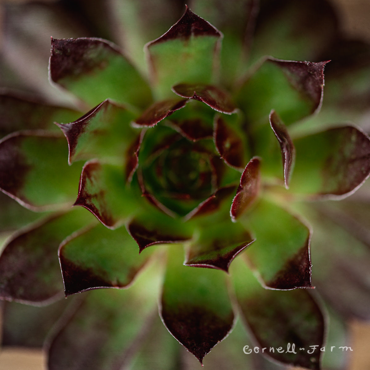 Sempervivum Black 1gal Hens & Chicks