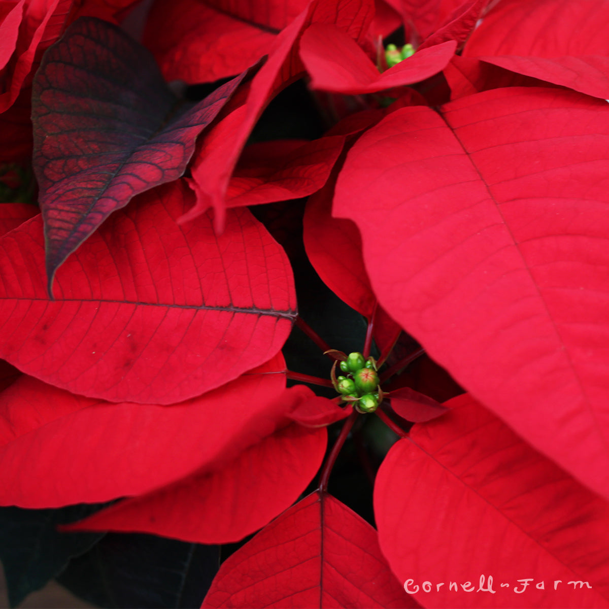 Poinsettia 4in