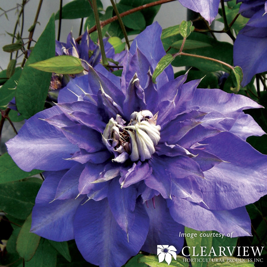 Clematis Royalty 1gal purple