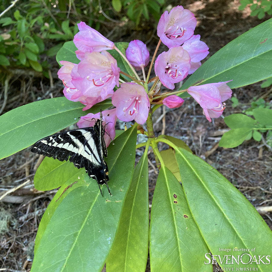 Rhododendron macrophyllum 2gal Pacific Rhododendron