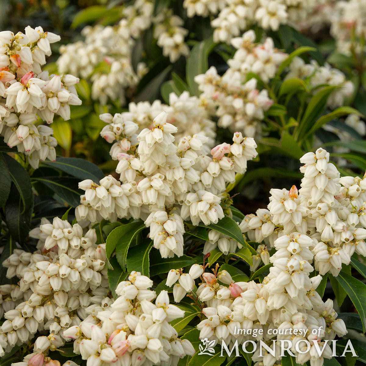 Pieris j. River Nymph 5gal
