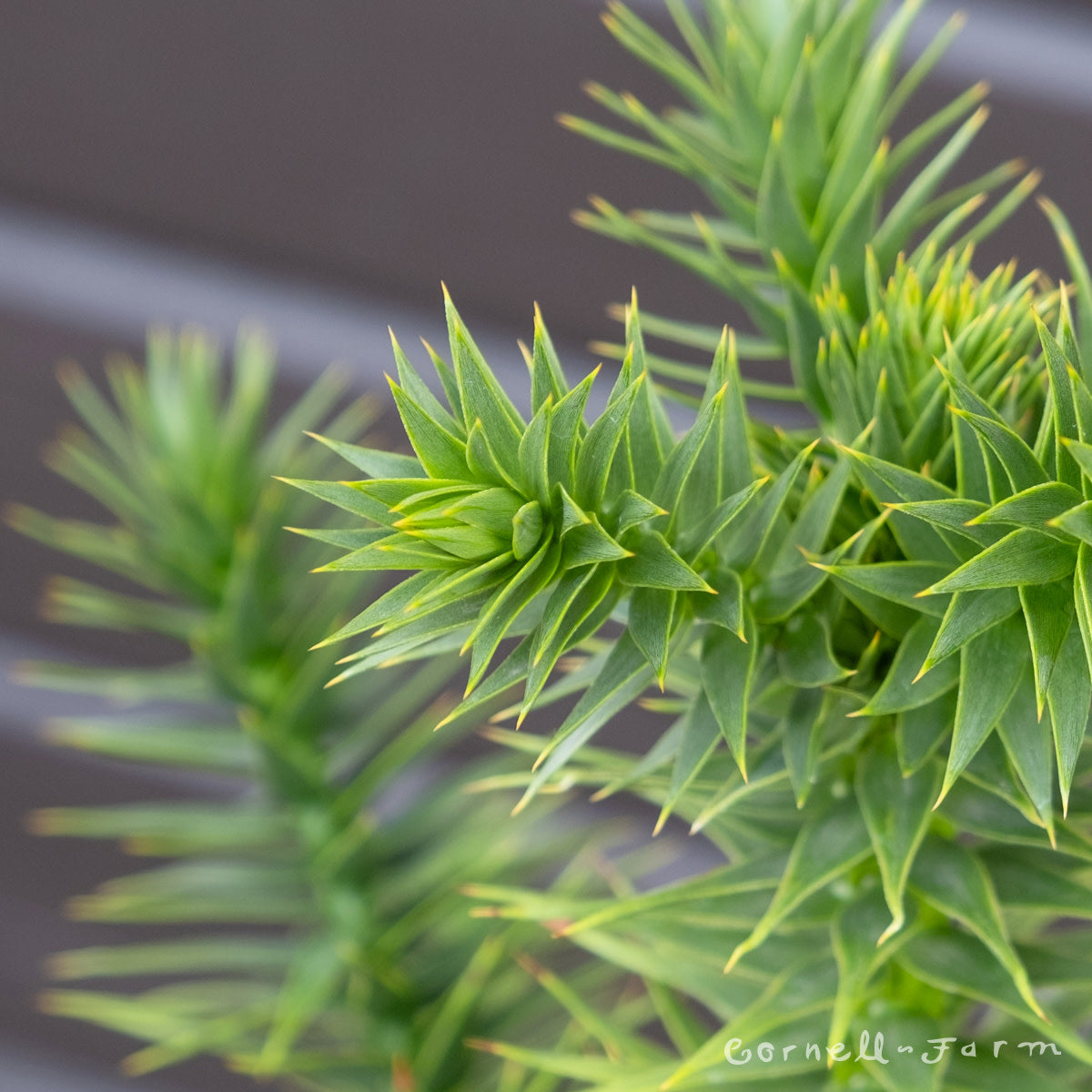 Araucaria a. 3gal Monkey Puzzle Tree