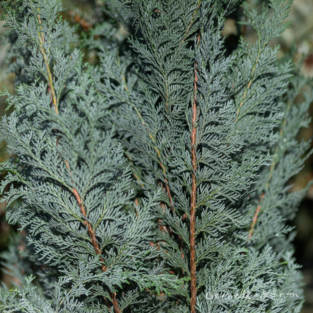Chamaecyparis l. Van Pelt's Blue 10gal Lawson Cypress