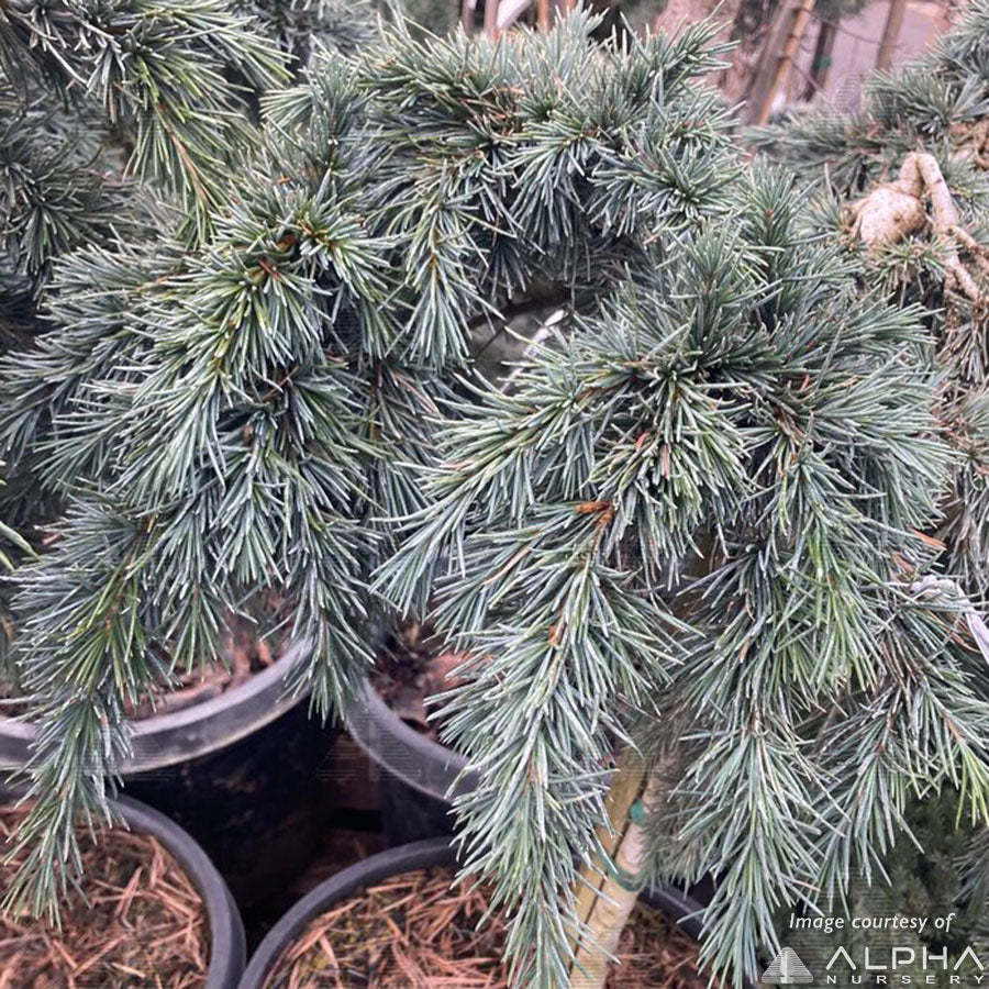 Cedrus d. Devinely Blue 10gal Dwarf Deodar Cedar PT
