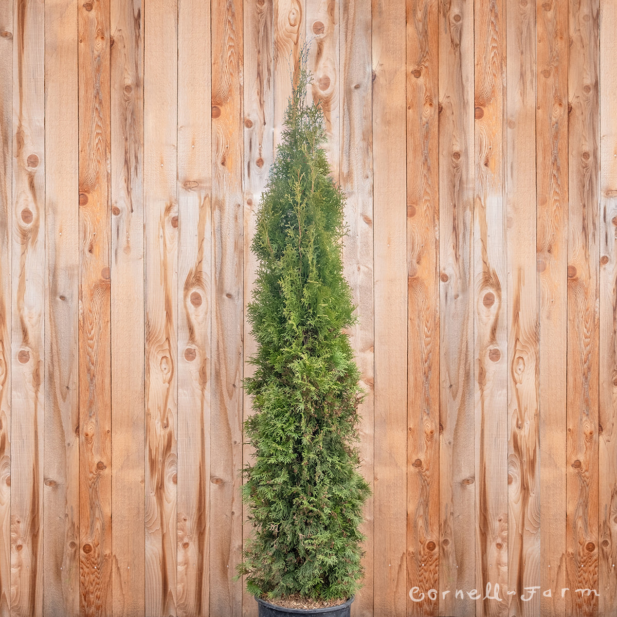 Thuja o. Smaragd Emerald 7gal Arborvitae 6-7ft