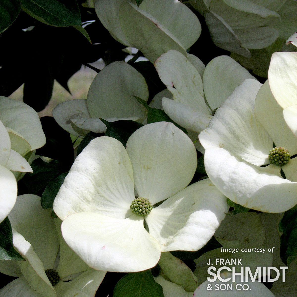 Cornus k. x nuttallii Venus 7gal Dogwood tree white