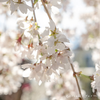 Prunus s. Snow Fountain 15gal 6ft graft Flowering Cherry
