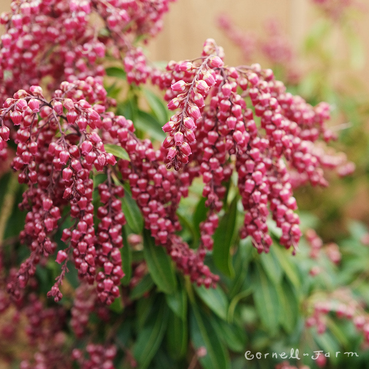 Pieris j. Pink Flamingo 7gal