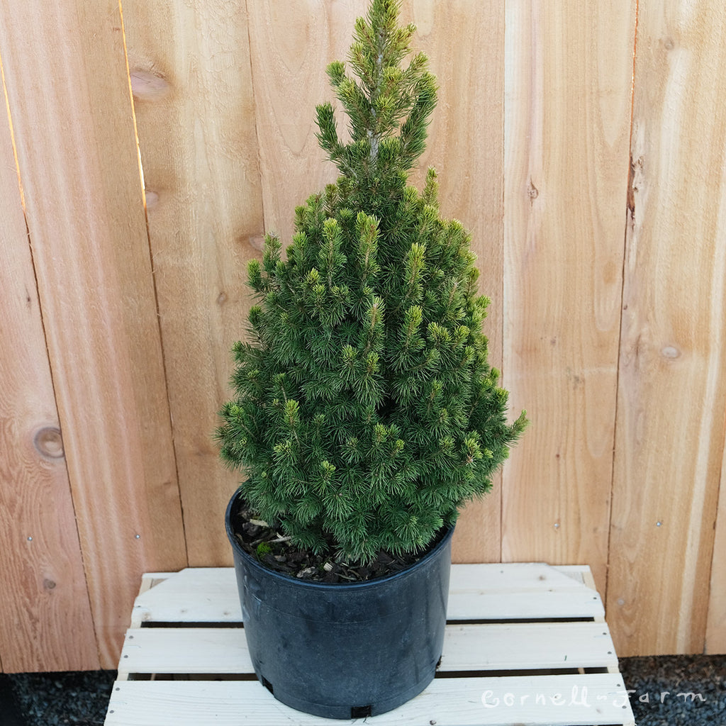 Picea g. Rainbows End