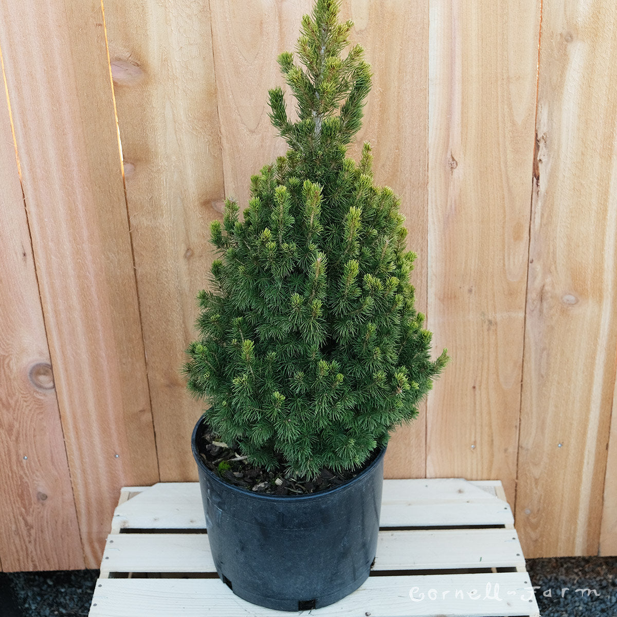 Picea g. Rainbows End 1gal