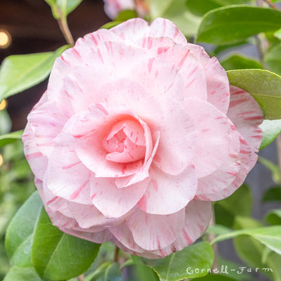 Camellia j. Carter's Sunburst 5gal