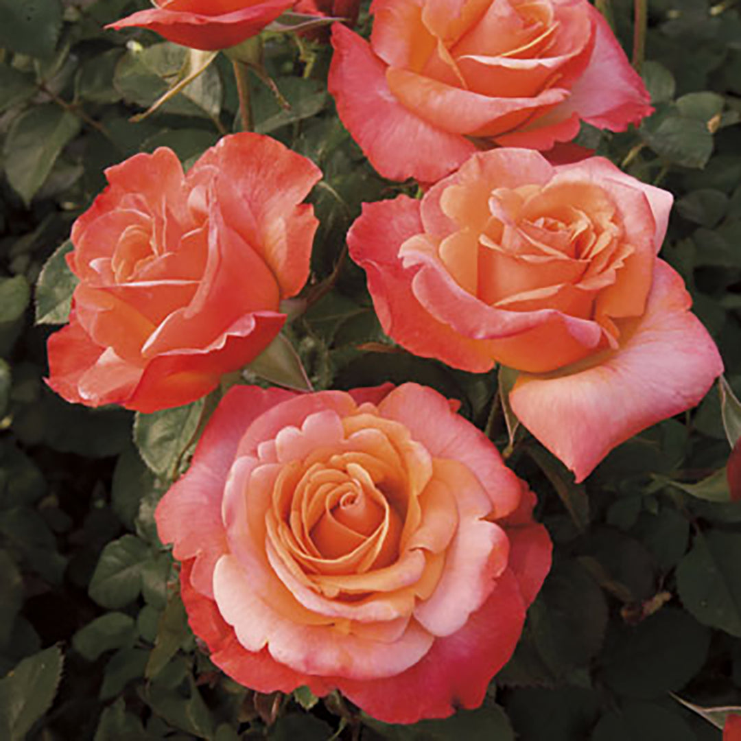 Rose Rose Colorific 5gal Floribunda – Cornell Farm