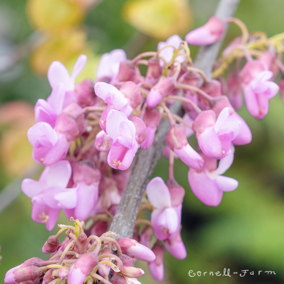 Cercis occidentalis 5gal Native Redbud