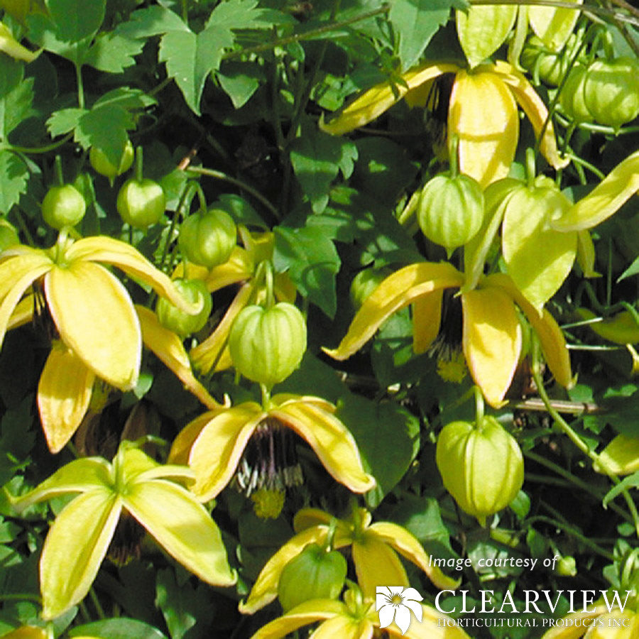 Clematis tangutica Golden Harvest 1gal yellow