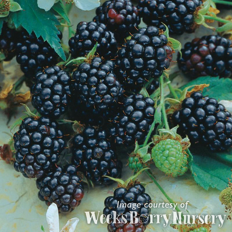 Blackberry Triple Crown Thornless 5gal