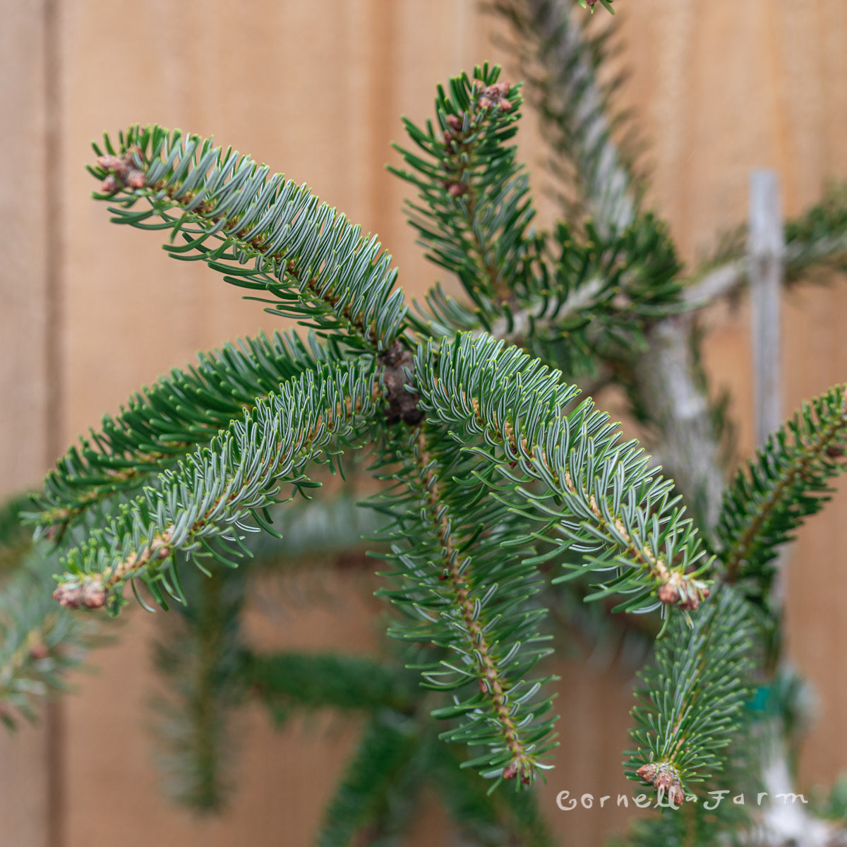 Abies nordmanniana Pendula 5gal