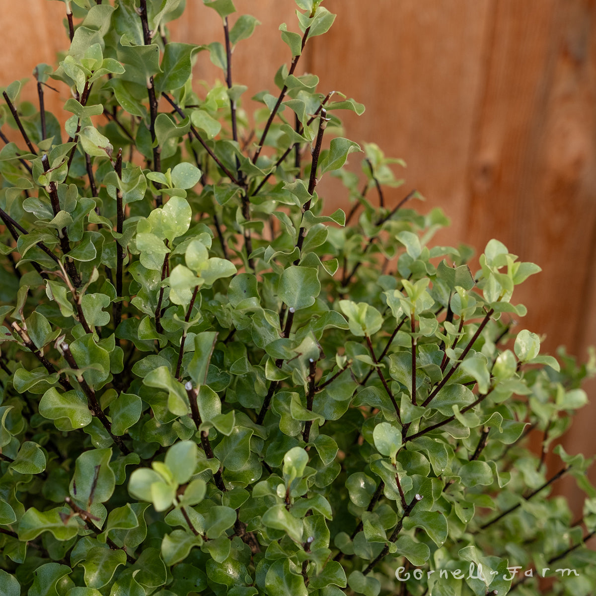 Pittosporum t. Wrinkled Blue 2gal