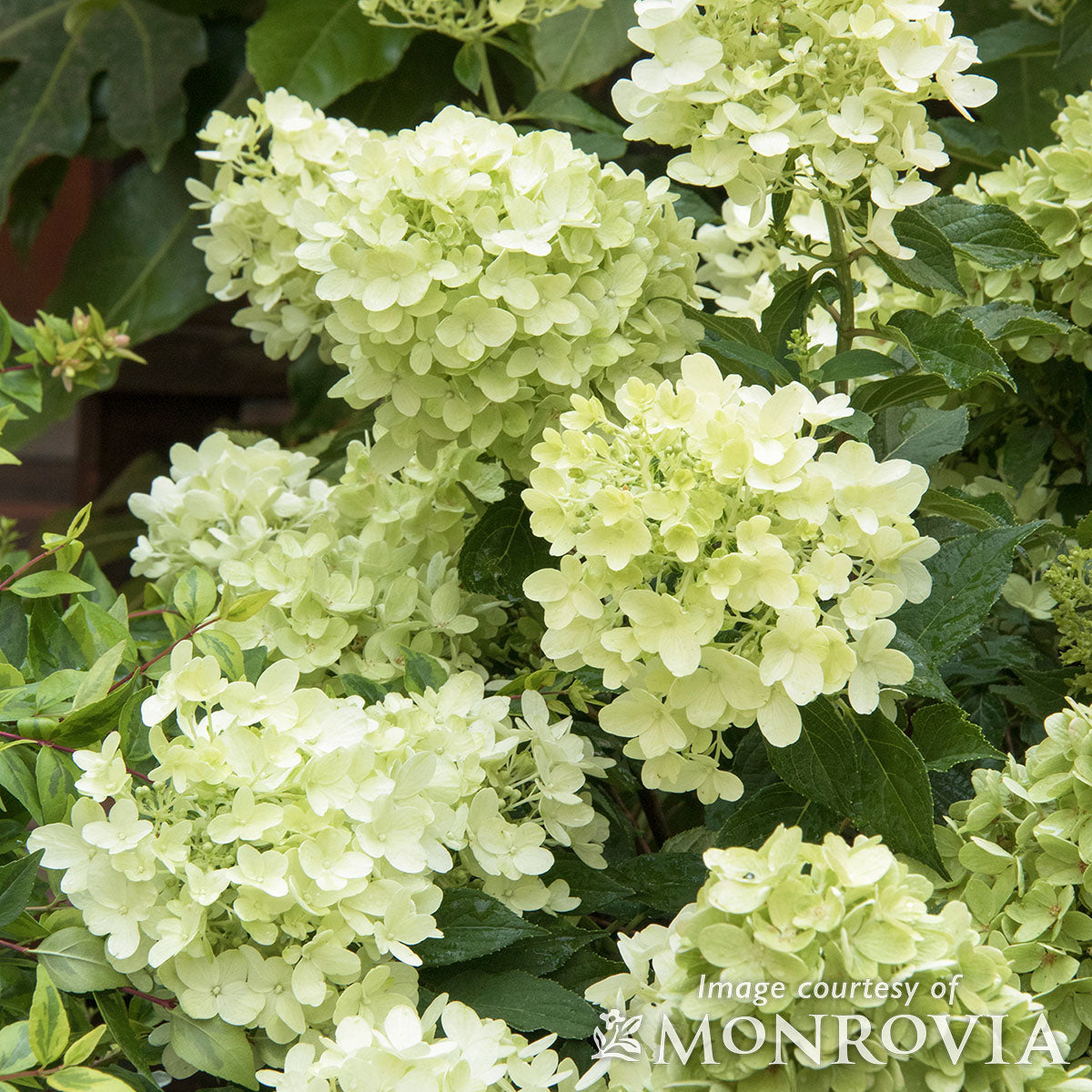 Hydrangea p. Candy Apple 2gal