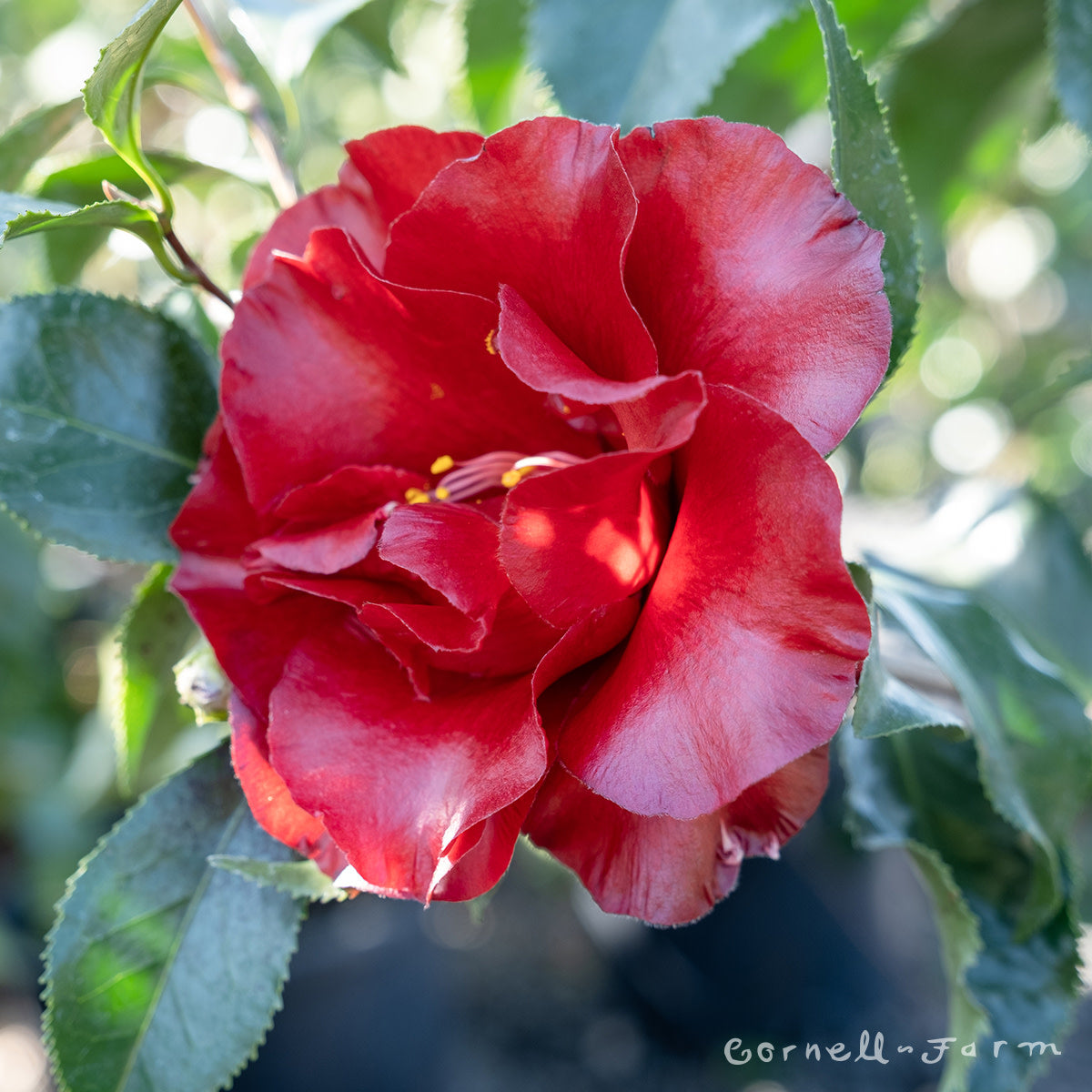 Camellia j. Black Magic 1gal