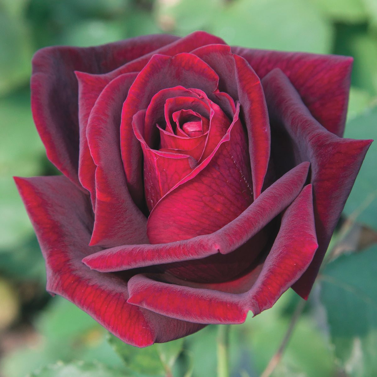 Rose Papa Meilland 5gal Hybrid Tea – Cornell Farm Bild & Inspiration Rose Papa Meilland 5gal Hybrid Tea – Cornell Farm Illustration