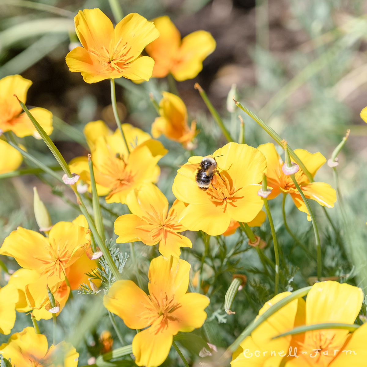 Eschscholzia californica 1gal California Poppy