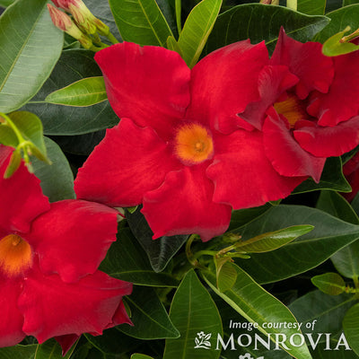 Mandevilla Tropical Breeze Velvet Red 5gal