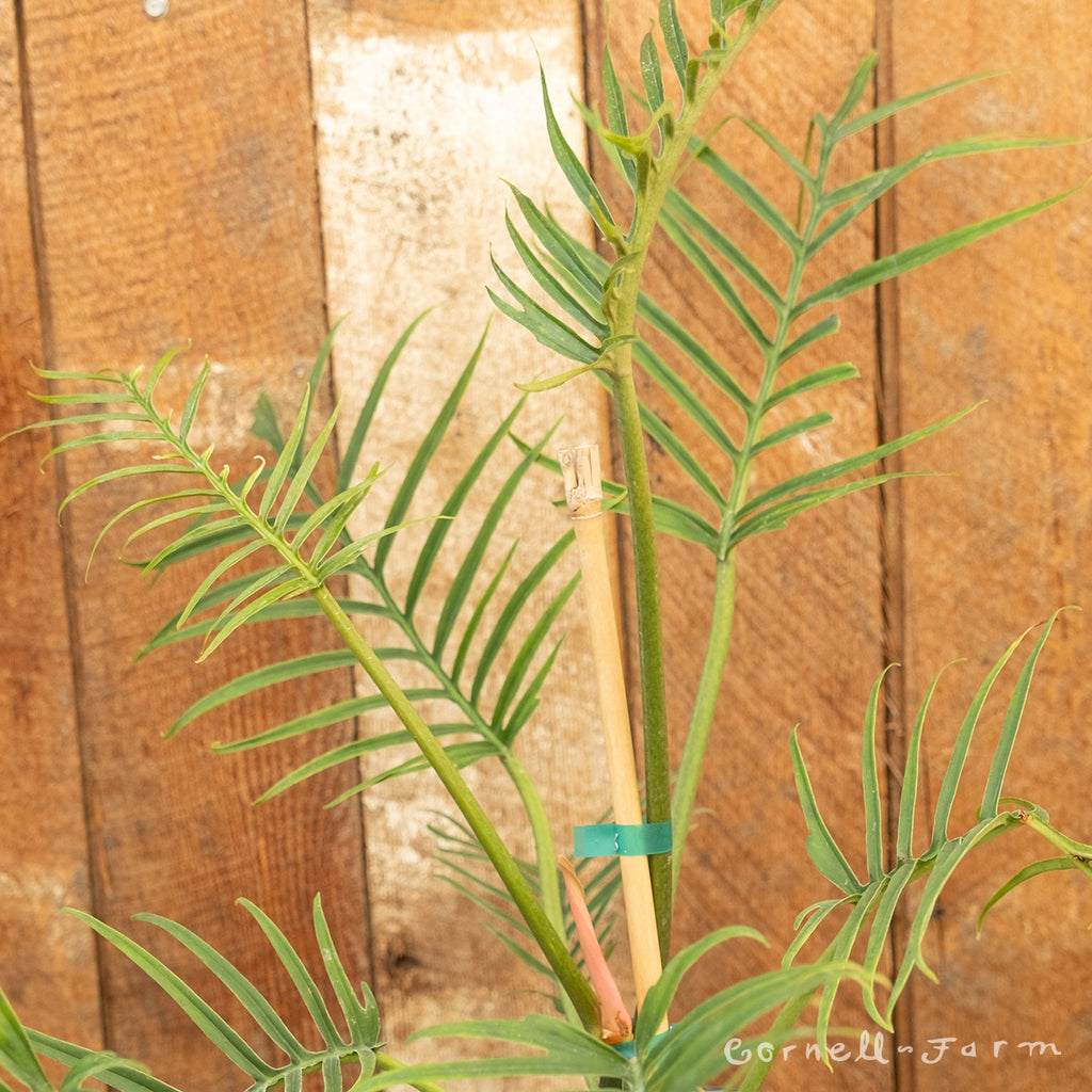 Philodendron bipinnatifidum Tortum 2gal – Cornell Farm
