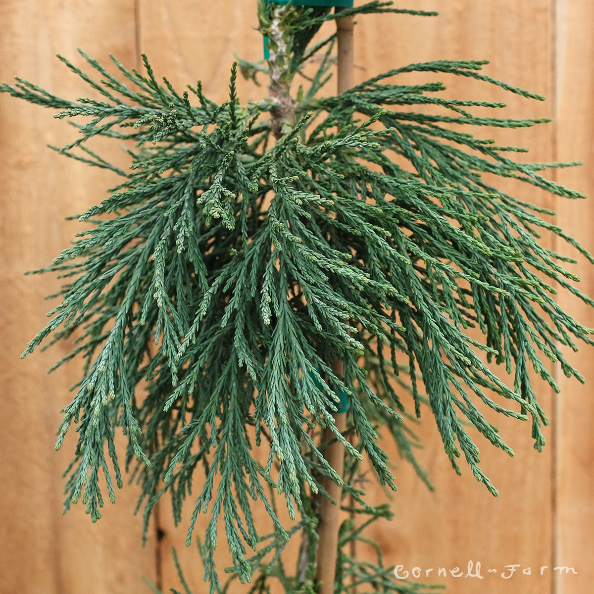 Sequoiadendron giganteum Pendula 15gal Weeping Sequoia