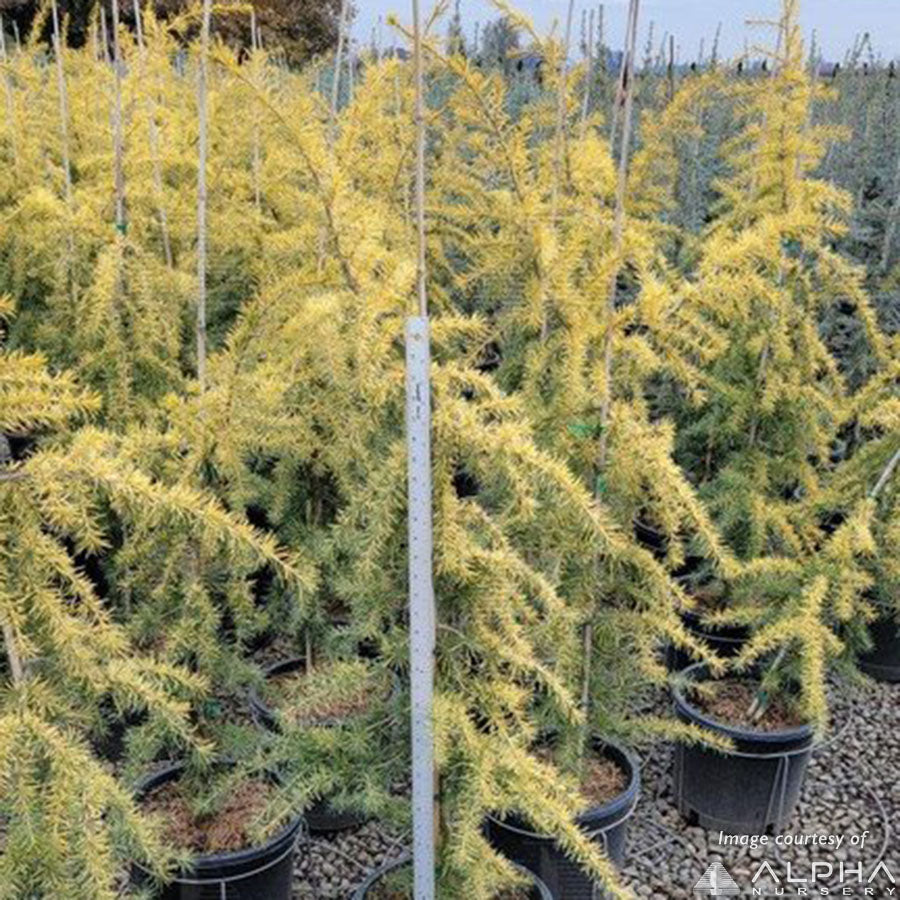 Cedrus deodara Gold Cone 5gal Deodar Cedar