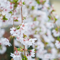 Prunus s. Snow Fountains 3gal Weeping Flowering Cherry