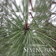 Pinus ponderosa 1gal Ponderosa Pine