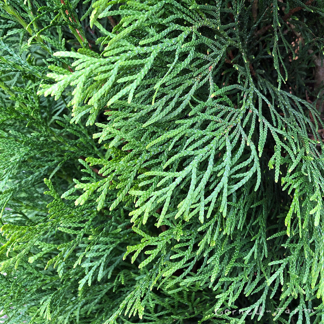 Thuja o. Smaragd 10gal Emerald Green Arborvitae – Cornell Farm