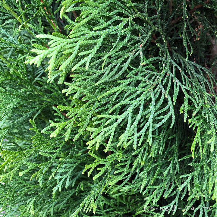 Thuja o. Smaragd 10gal Emerald Green Arborvitae 5-6ft – Cornell Farm