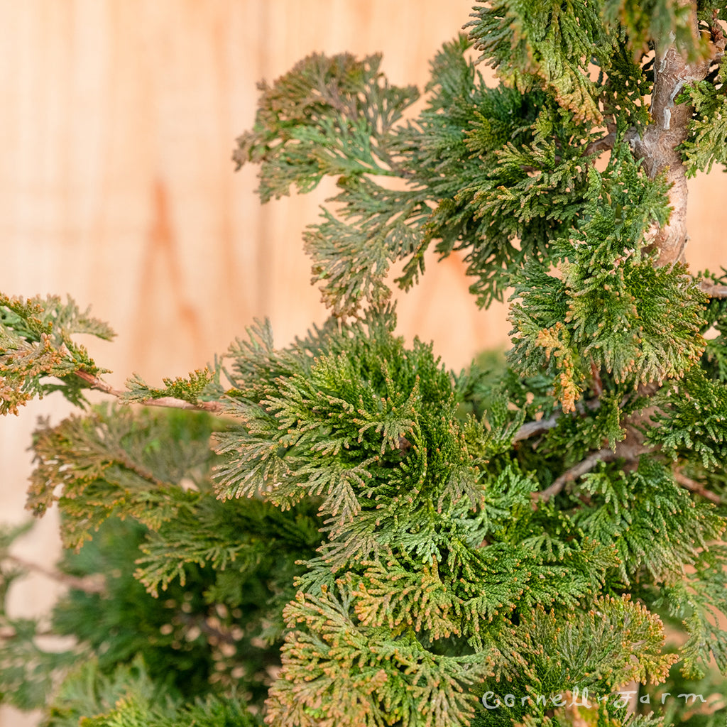 Chamaecyparis o. Gracilis 3-4' 10gal Hinoki Cypress  Cornell Farm