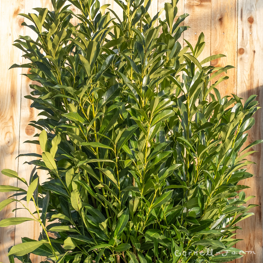 Prunus l. Schipkaensis 10gal English Skip Laurel – Cornell Farm
