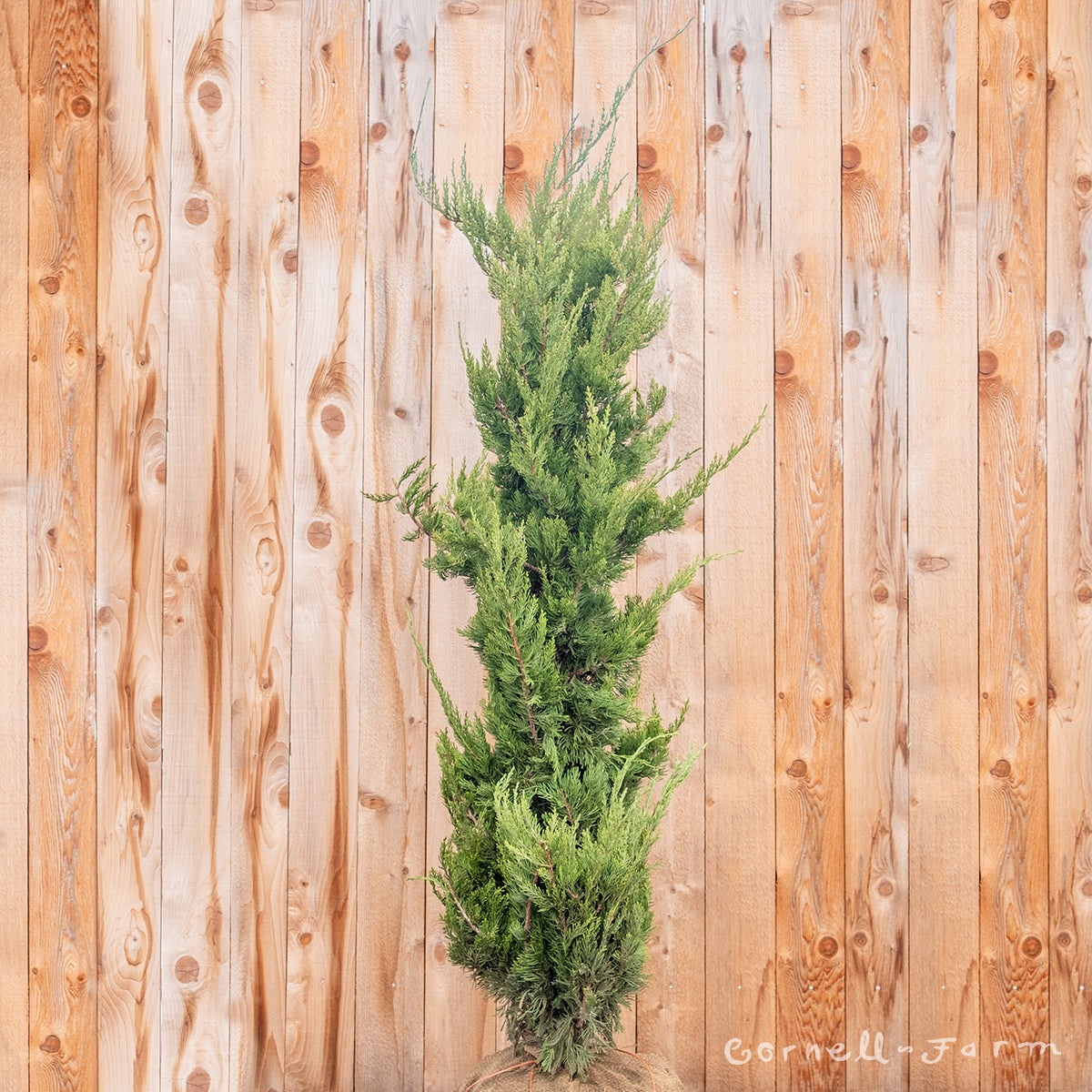 Juniperus c. Torulosa 5-6ft Hollywood Juniper