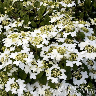 Viburnum p. t. Summer Snowflake 7gal