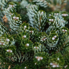 Abies koreana Kohout's Ice Breaker 1gal 3-6in dwarf Korean fir