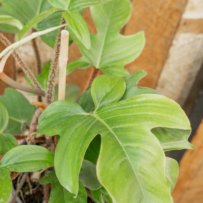 Philodendron squamiferum 2gal