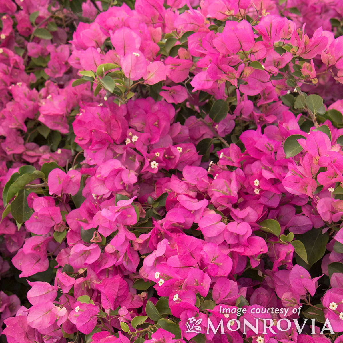 Bougainvilla Texas Dawn 2gal ST
