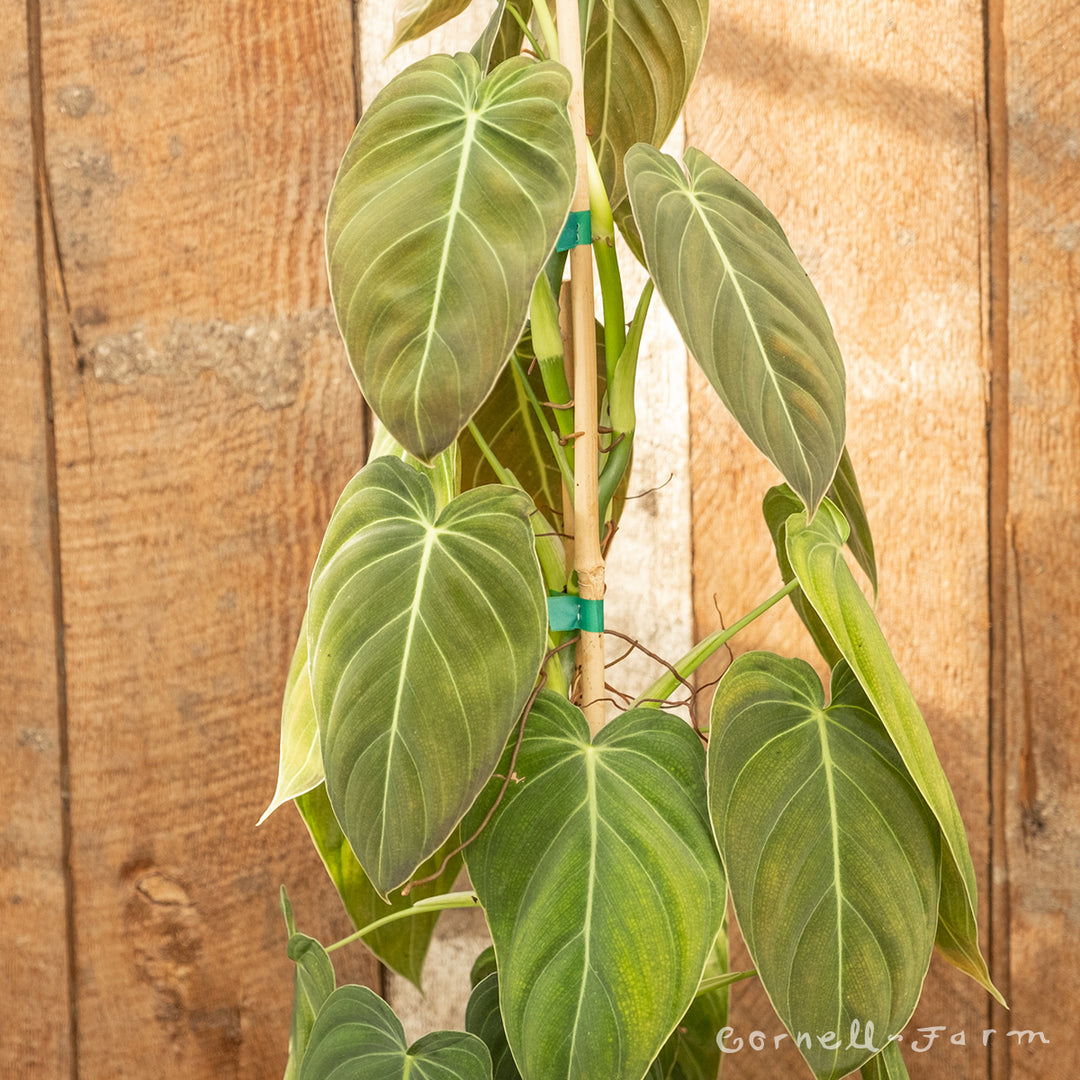 Philodendron melanochrysum Black Gold 1gal – Cornell Farm
